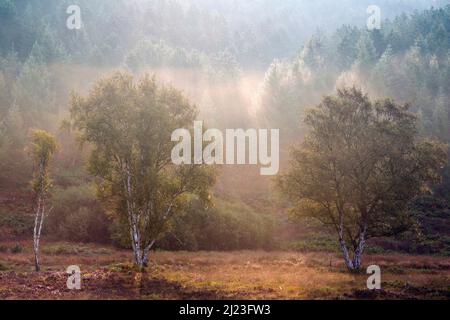 Nebel des Waldes im Spätsommer bis in den Herbst mit Tönungen und Farbtönen von den Bäumen im Cannock Chase Forest, einem ausgewiesenen Gebiet von Outstanding Natural Stockfoto