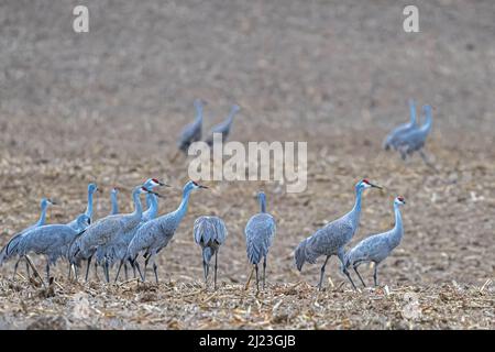 Wandernde Sandhügelkrane (Antigone canadensis) füttern im Frühjahr auf Feldern Stockfoto