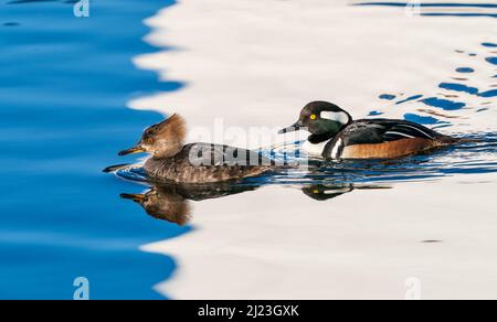 Nahaufnahme eines Merganser-Paares mit Kapuze, das durch blau-weiß gestreiftes Wasser schwimmt. Stockfoto