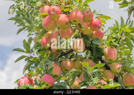 Reife rote Äpfel auf Baum bereit für die Herbsternte im Obstgarten im ländlichen Berks County, Pennsylvania. Stockfoto