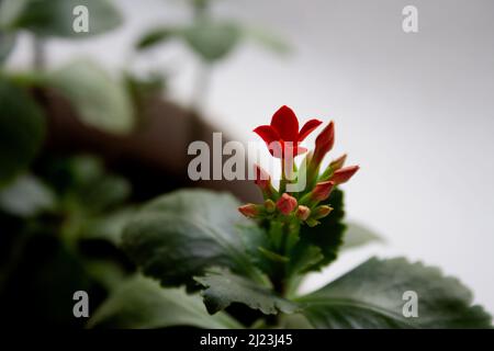 Kalanchoe blossfeldiana Sukulente Pflanze, die aus nächster Nähe mit kleinen roten Blüten blüht Stockfoto