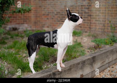 Boston Terrier steht draußen in einem Garten. Sie schaut nach oben und steht im Profil. Stockfoto