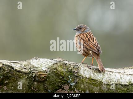 Ein Dunnock oder Hedge Sparrow Prunella modulares thront auf einem Baumstamm in North Norfolk, Großbritannien Stockfoto