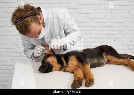 Vorderansicht des Tierarztes in weißem Labormantel, der das Hundeohr in der Tierarztklinik untersucht. Großer Deutscher Schäferhund schläft, liegend auf Seite mit geschlossenen Augen auf weißem Tisch. Konzept der Behandlung von Haustieren. Stockfoto