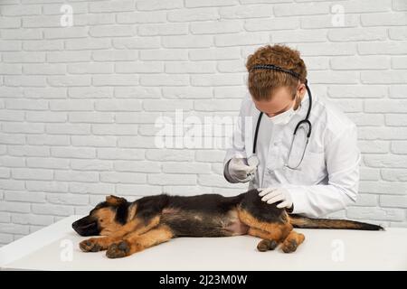 Vorderansicht des jungen Tierarztes, der Deutschen Schäferhund in der Tierarztklinik injiziert. Arzt mit Phonendoskop kümmert sich um Haustier, Hund liegt auf der Seite in Narkose. Konzept der Betreuung von Haustieren. Stockfoto