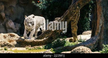 Weißer bengaltiger im Zoo Stockfoto