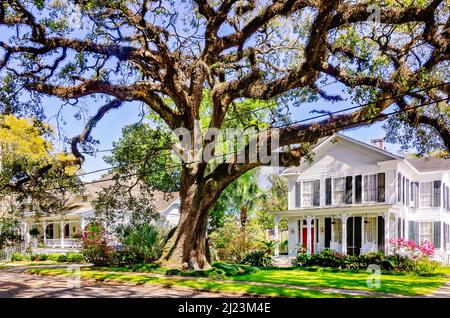 Eine lebende Eiche steht vor historischen Häusern im Oakleigh Garden Historic District, 13. März 2021, in Mobile, Alabama. Stockfoto