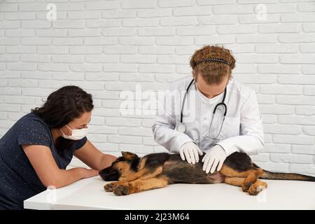 Vorderansicht des Tierarztes mit Krankenschwester, die German Shepherd in der Tierarztklinik untersucht. Arzt mit Phonendoskop berühren Hund, Haustier liegt auf Seite in Narkose. Konzept des Tierschutzes. Stockfoto