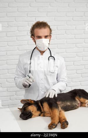 Vorderansicht der Tierarztspritze, Hund auf dem weißen Tisch liegend. Doktor in Laborkittel und Maske geben Injektion an Schäferhund in Narkose. Konzept der Betreuung von Haustieren. Stockfoto