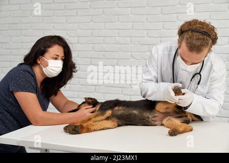 Vorderansicht des Schäferhundes, der von Tierarzt und Krankenschwester in der Tierarztklinik untersucht wird. Hund in Narkose liegt auf der Seite, Arzt hebt Pfote, Krankenschwester hält Kopf. Konzept der Behandlung von Haustieren, Stockfoto