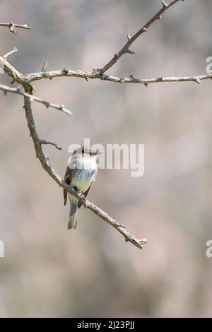 Eastern phoebe (Sayornis phoebe) auf einem Ast. Der National Historical Park von Ohio Canal und der Stadt. Maryland. USA Stockfoto