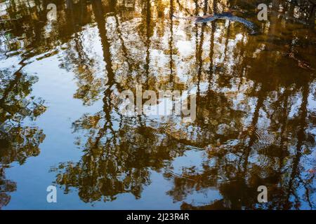 Bäume und Himmel spiegeln sich in einem Feuchtgebiet in der Nähe von Daphne, Alabama. Stockfoto