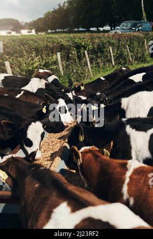 Es sieht so aus, als wären alle meine Kühe hier. Aufnahme einer Herde Kühe, die tagsüber auf einem grünen Feld draußen auf einem Bauernhof zusammenstehen. Stockfoto