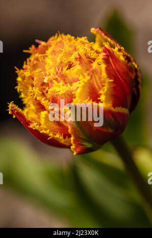 Eine vertikale Aufnahme einer wunderschönen, gesäumten Pfingstrosen-Tulpe, die im Frühling in einem Garten blüht Stockfoto