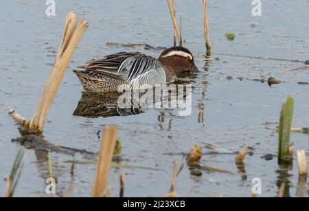 Garganey Anas querquedula im Cley Nature Reserve in North Norfolk an einem sonnigen Tag. Stockfoto