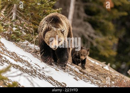 Grizzly Sow and Cub Stockfoto