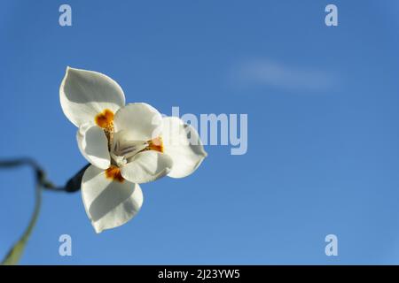 Schön für von weißen Iris mit dem Himmel im Hintergrund Stockfoto