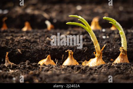 Zwiebeln zum Wachsen von Frühlingszwiebeln in den fruchtbaren Bodenfurchen. Stockfoto