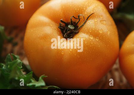 Große gelbe Tomate Nahaufnahme Foto mit Wassertropfen Stockfoto