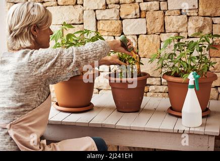 Das ist definitiv einer meiner Zeitvertreibe. Ausgeschnittene Aufnahme einer entspannten älteren Frau, die sich zu ihren Marihuana-Pflanzen pfält und sicherstellt, dass sie richtig wächst Stockfoto