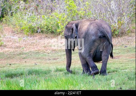 Schwanger weibliche asiatische Elefant oder elephas maximus in Sri Lanka Stockfoto