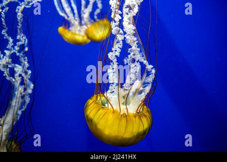 Gelbe Quallen, die unter Wasser schwimmen, Georgia Aquarium, Atlanta, USA Stockfoto