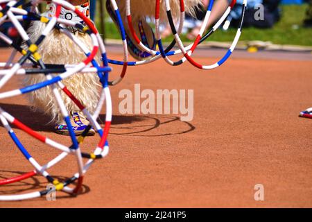 Terry Goedel vom Stamm der Yakima tritt beim World Championship Hoop Dance Contest auf, der im Heard Museum in Phoenix Arizona stattfindet Stockfoto