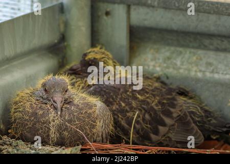 Nahaufnahme von zwei Jungtauben im Nest. Columba livia domestica Art. Baby Tauben im Nest warten auf Nahrung von ihrer Mutter. In Bewegung Stockfoto