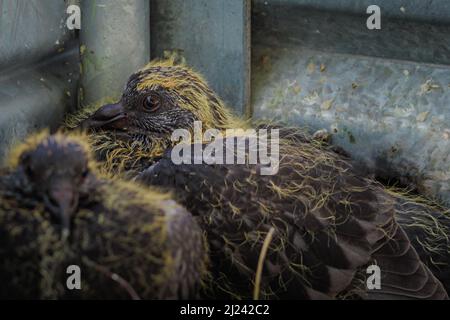 Nahaufnahme von zwei Jungtauben im Nest. Columba livia domestica Art. Baby Tauben im Nest warten auf Nahrung von ihrer Mutter. In Bewegung Stockfoto