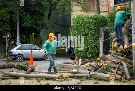 Medellin, Antioquia, Kolumbien - März 25 2022: Arbeiter in grünen Schutzanzügen und gelber Schutzkappe ziehen mit einem dicken Seil ein Holzholz Stockfoto