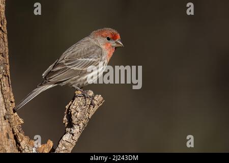 Hausfink auf Zweigstelle (männlich) Stockfoto