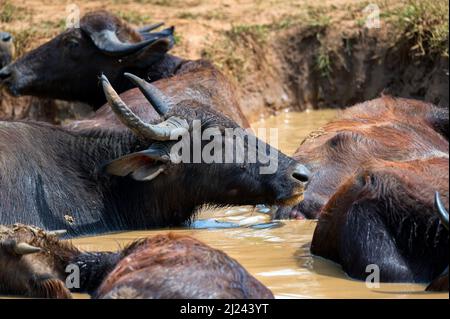 Herde von asiatischen Wasserbüffeln oder Bubbalus bubbalis in wilder Natur, Yala Nationalpark, Sri Lanka Stockfoto