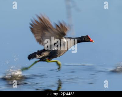 Gallinula galeata, die auf dem Wasser läuft, Brazos Bend State Park, Neeedville, Texas, USA. Stockfoto