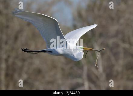 Silberreiher (Ardea alba), der mit einem Stock fliegt, um ein Nest zu bauen, Brazoria County, Texas, USA. Stockfoto