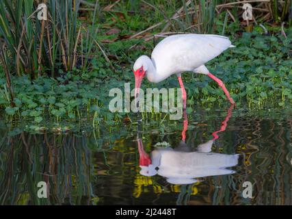 American White Ibis (Eudocimus albus) füttert an einem Waldsee, Brazos Bend State Park, Needville, Texas, USA. Stockfoto