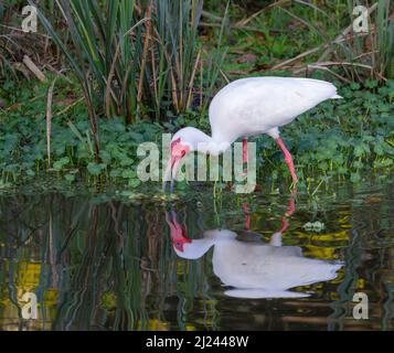 American White Ibis (Eudocimus albus) füttert an einem Waldsee, Brazos Bend State Park, Needville, Texas, USA. Stockfoto