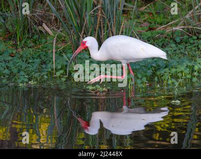 American White Ibis (Eudocimus albus) füttert an einem Waldsee, Brazos Bend State Park, Needville, Texas, USA. Stockfoto