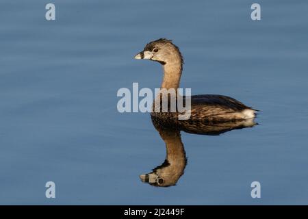 Der Rattenschnabeltaucher (Podilymbus podiceps) in einem Waldsee, Brazos Bend State Park, Needville, Texas, USA. Stockfoto