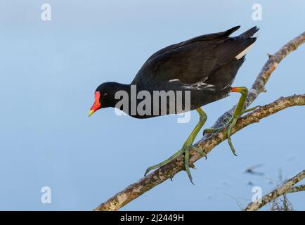 Der Gallinula galeata Kletterbaum verzweigt über dem Wasser, Brazos Bend State Park, Needville, Texas, USA. Stockfoto