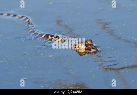 Baby American Alligator (Alligator mississippiensis) schwimmend in einem Waldsee, Brazos Bend State Park, Needville, Texas, USA. Stockfoto