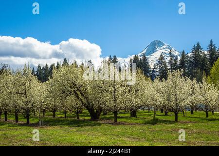 Der Gipfel des Mt Hood ragt im Frühling über einen Apfelgarten. In der Ferne bilden sich große Wolken Stockfoto