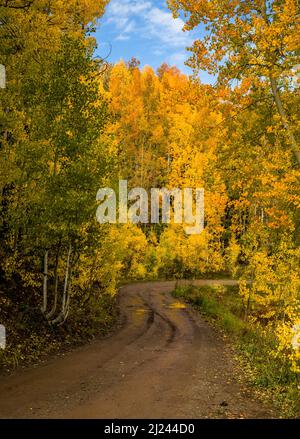 Eine unbefestigte Straße, die vor kurzem von Regen durchnässt wurde, führt durch einen Wald aus Espenbäumen mit vielen Herbstfarben in den Rocky Mountains von Colorado. Stockfoto