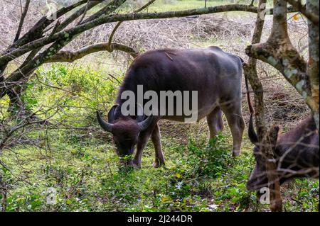 Herde von asiatischen Wasserbüffeln oder Bubbalus bubbalis in wilder Natur, Yala Nationalpark, Sri Lanka Stockfoto