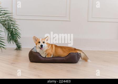 Der süße welsh Corgi pembroke liegt zu Hause auf dem Hundesofa. Entspannter Hund liegt auf einem Hundebett an einer weißen Wand mit einer Pflanze Stockfoto