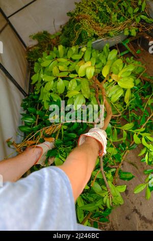 Gemüseabfall. Baumzweige in den Händen eines Gartens von man.compost. Gemüsekompost. Bio-Müll. Stockfoto
