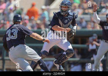 Lakeland, FL USA: New York Yankees Right Fielder Tim Locastro (33) erzielt ein Doppelspiel des New York Yankees, das von Ronald Guzman (29) benannt wurde, während der Detroit Tigers-Fänger Dustin Garneau (64) während eines Baseballspiels am Montag, 28. März 2022, im Publix Field nicht auf der Platte spielen kann. Die Yankees schlugen die Tiger 11:7. (Kim Hukari/Bild des Sports) Stockfoto