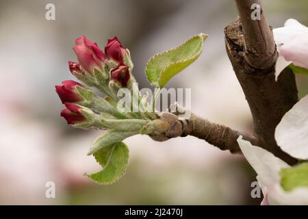 Makroaufnahme von Blütenknospen, die sich auf dem Apfelbaum von Granny Smith öffnen, scharfer Fokus Stockfoto