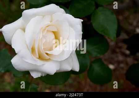 Nahaufnahme mit Blick auf die vollständig offene Blüte der Hybrid Tea Rose Pascale, einer weißen Gartenrose im alten Stil. Stockfoto