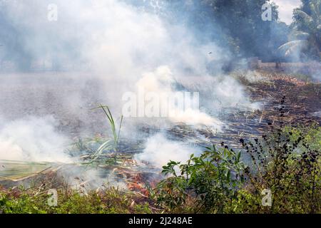 Brände verbrennen Zuckerrohrfelder und verursachen Luftverschmutzung und Smog. Stockfoto