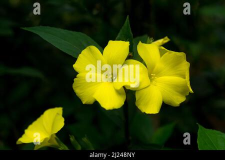 Winterjasmin, jasminum nudiflorum, beliebte hellgelbe Blüten im Garten, Nahaufnahme in geringer Schärfentiefe, dunklerer Hintergrund Stockfoto